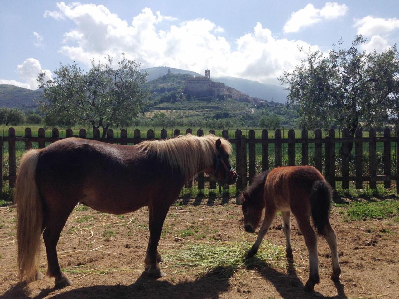 Agriturismo Il Girasole Assisi Dış mekan fotoğraf