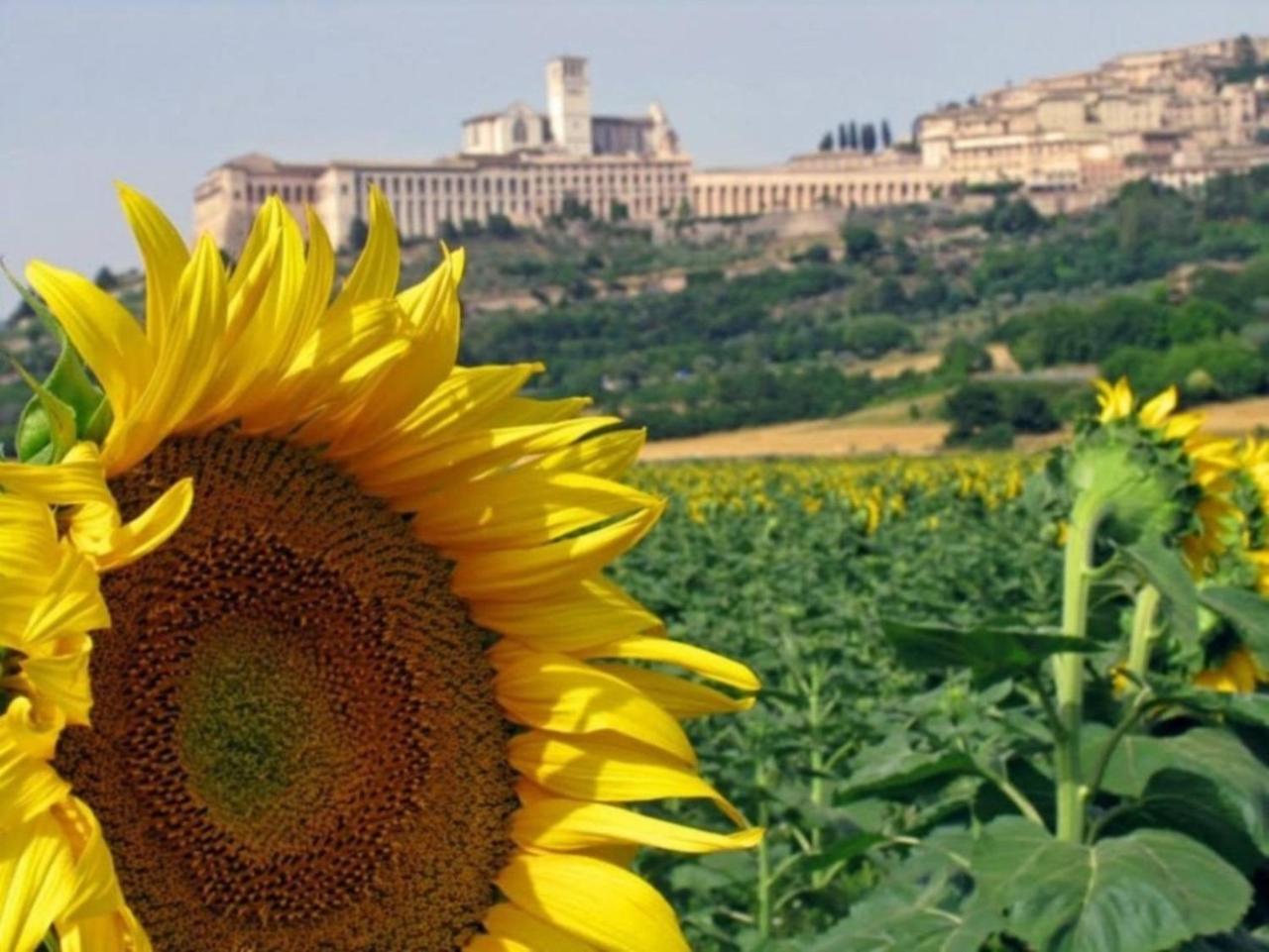 Agriturismo Il Girasole Assisi Dış mekan fotoğraf